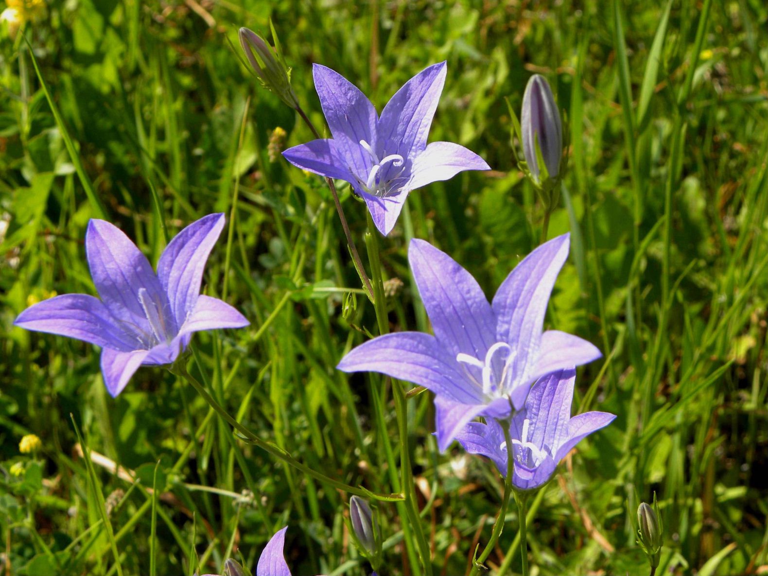 Campanula patula / Campanula bienne